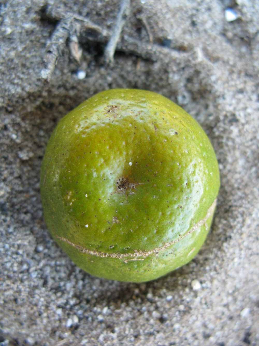            Immature fruit (Winter Haven, FL)   